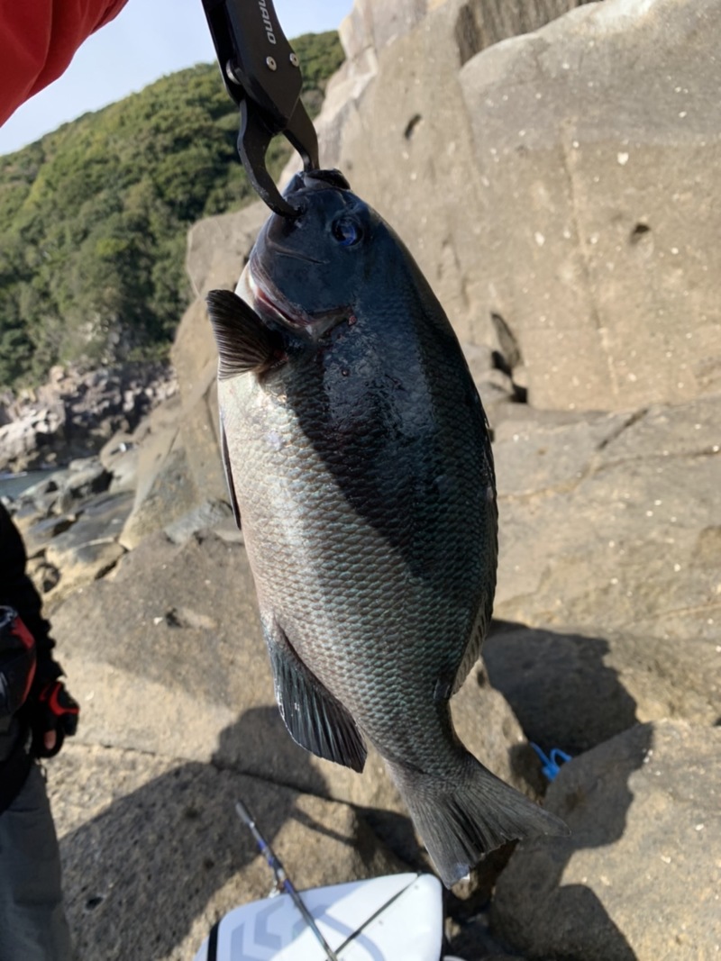 三重県尾鷲市 榎本渡船の船釣りでグレ・イスズミ釣果