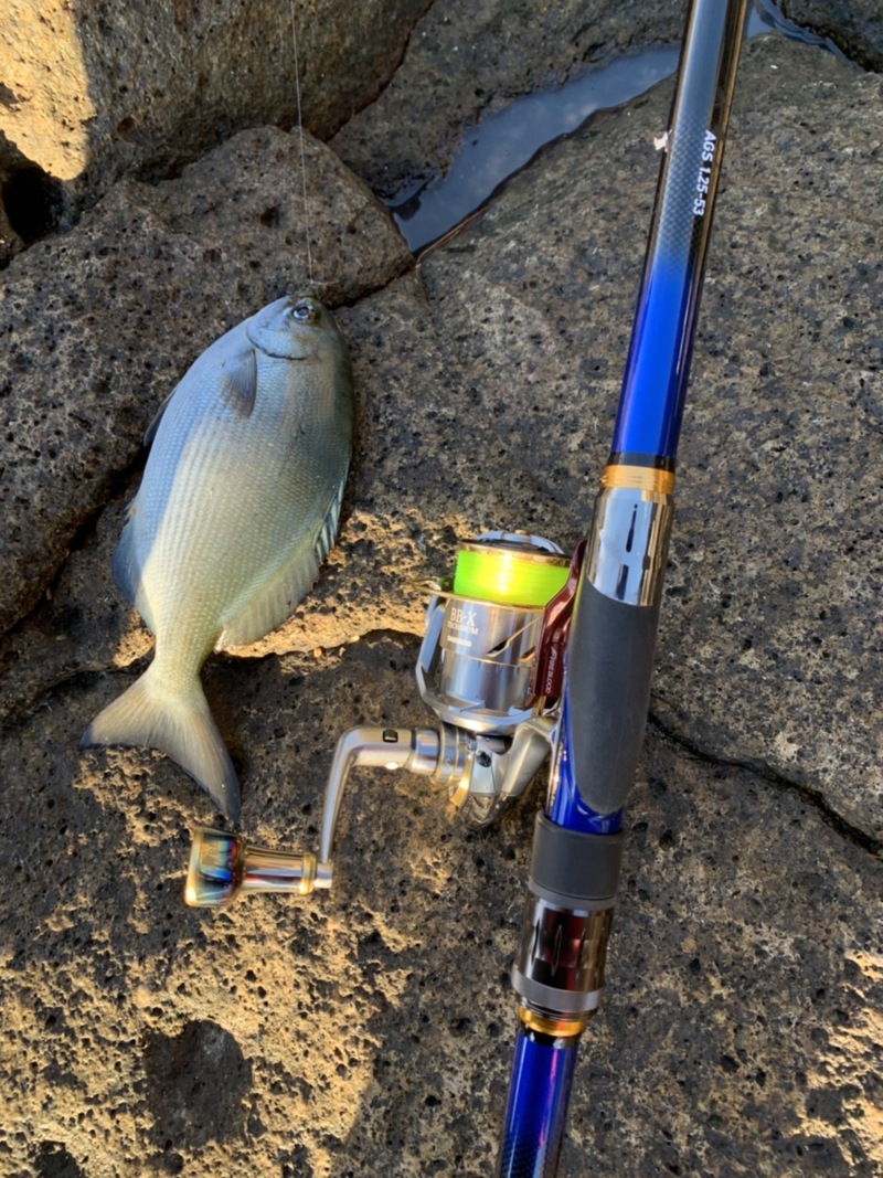 三重県尾鷲市 榎本渡船の船釣りでグレ・イスズミ釣果