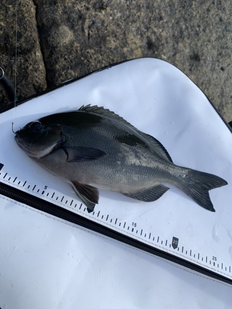 三重県尾鷲市 榎本渡船の船釣りでグレ・イスズミ釣果