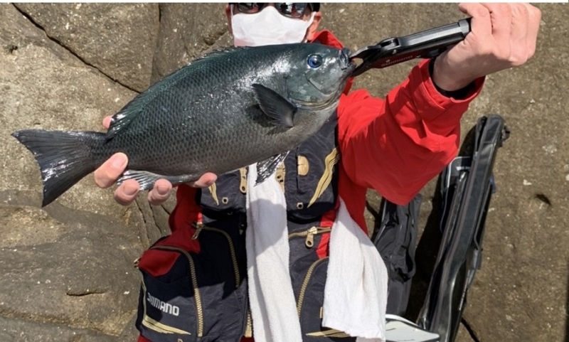 三重県尾鷲市 榎本渡船の船釣りでグレ・イスズミ釣果