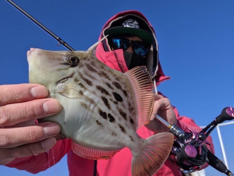 徳島県阿南市 水天丸の船釣りでカワハギ釣果