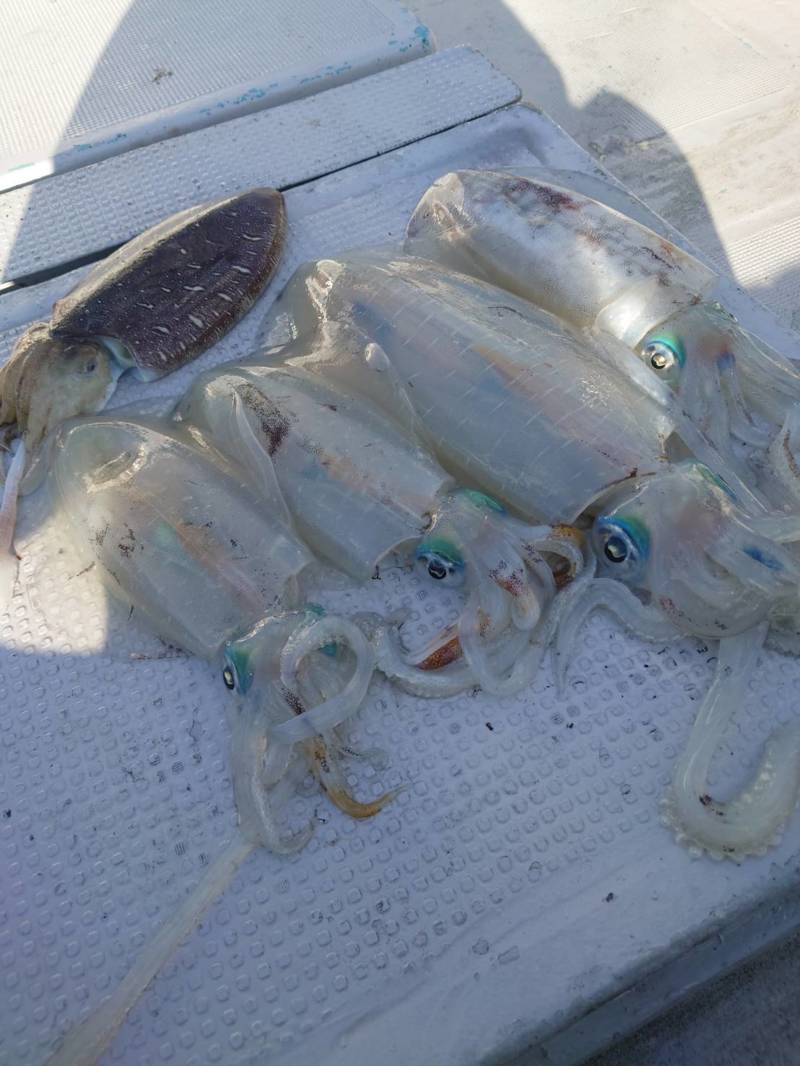 三重県伊勢志摩 まると屋の船釣りでアオリイカ・モンゴイカ釣果