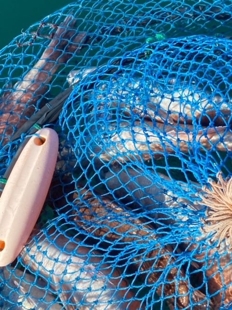 淡路島南あわじ市の釣り堀でマダイ・ハマチ・シマアジ釣果