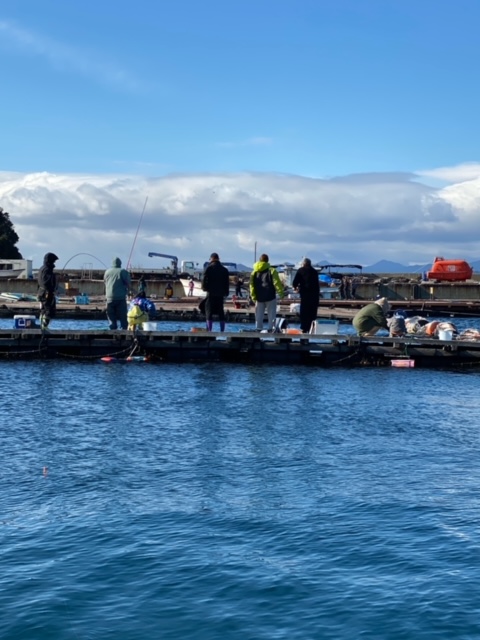 淡路島南あわじ市の釣り堀でマダイ・ハマチ・シマアジ釣果
