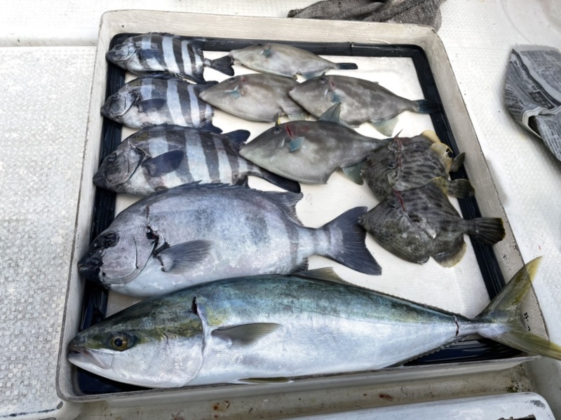 兵庫県沼島の船釣りでサンバソウ・カワハギ釣果