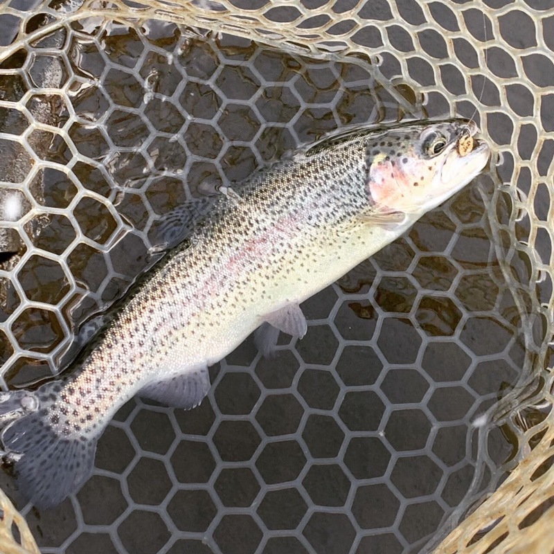 滋賀県 アクアヘブンの船釣りでニジマス釣果