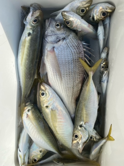 福井県大飯郡おおい町 田中渡船の船釣りでアジ釣果