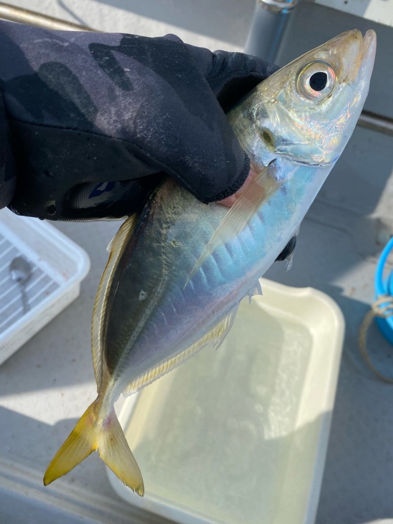 福井県大飯郡おおい町 田中渡船の船釣りでアジ釣果