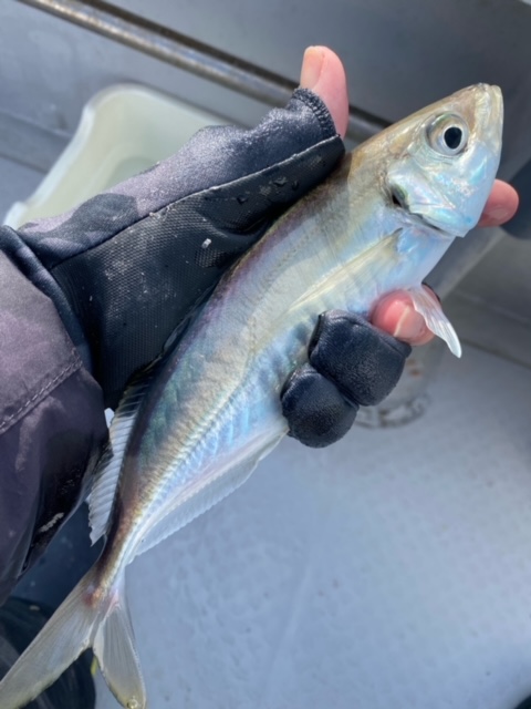 福井県大飯郡おおい町 田中渡船の船釣りでアジ釣果