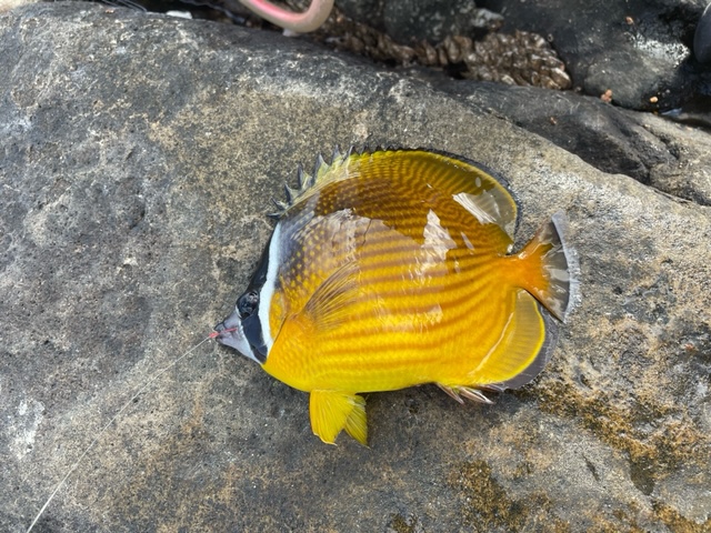 和歌山県すさみの磯釣りでグレ釣果