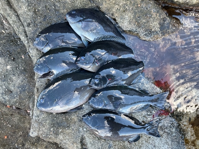 和歌山県すさみの磯釣りでグレ釣果