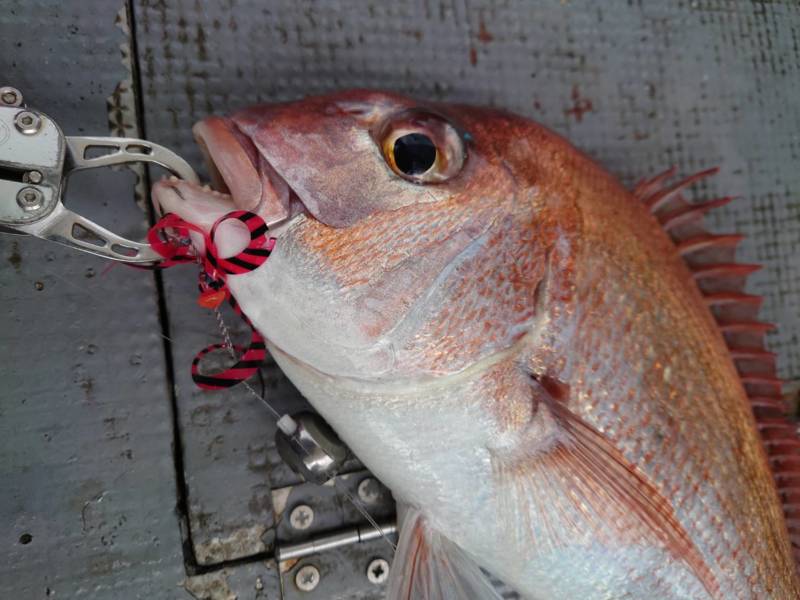 香川県小豆島 村由丸の船釣りでマダイ釣果