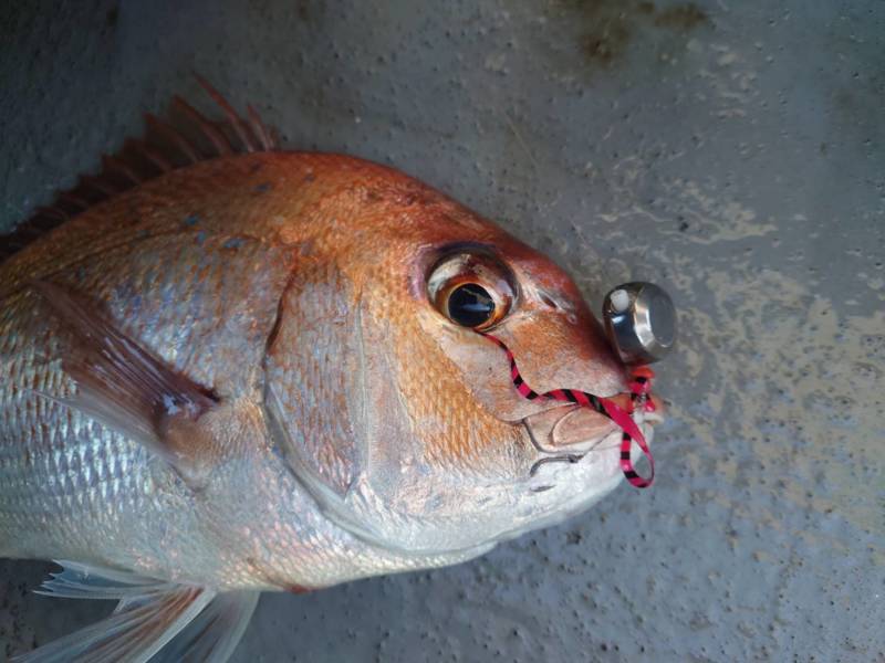 香川県小豆島 村由丸の船釣りでマダイ釣果