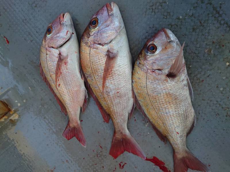 香川県小豆島 村由丸の船釣りでマダイ釣果