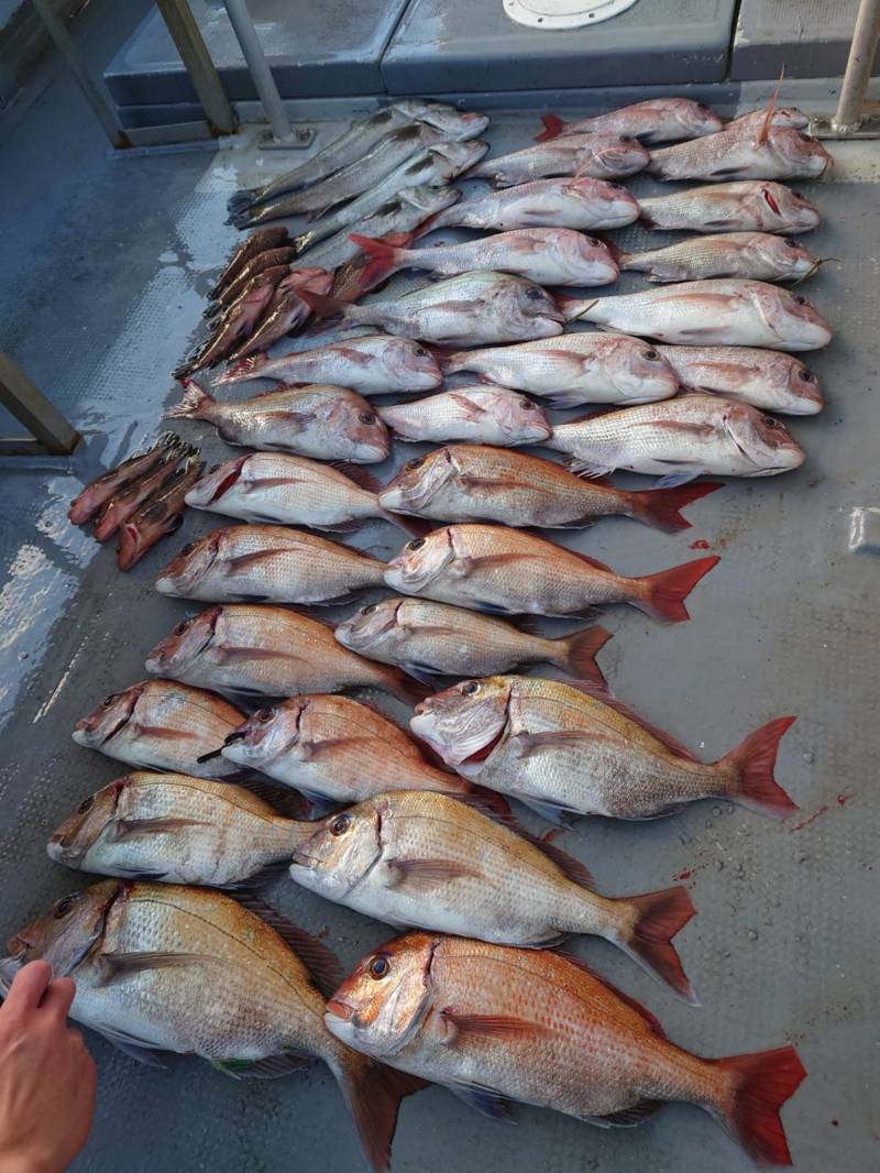 香川県小豆島 村由丸の船釣りでマダイ釣果