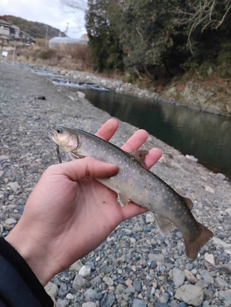 大阪府 芥川漁協のルアー釣りでニジマス・ヤマメ・イワナ釣果