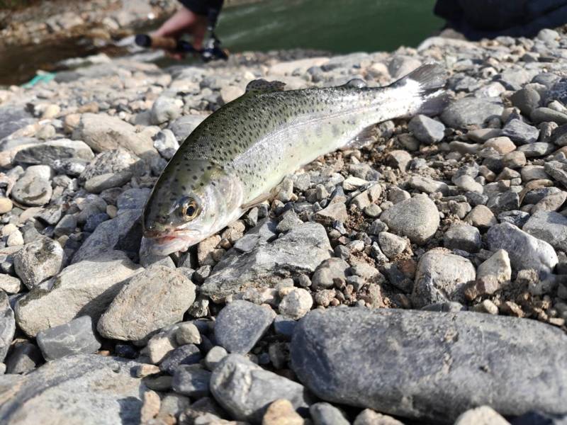 大阪府 芥川漁協のルアー釣りでニジマス・ヤマメ・イワナ釣果