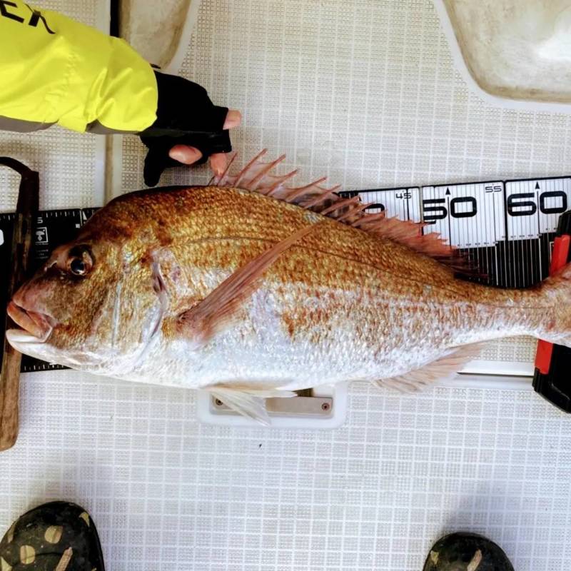 和歌山県加太 F×FKIXSの船釣りでマダイ釣果