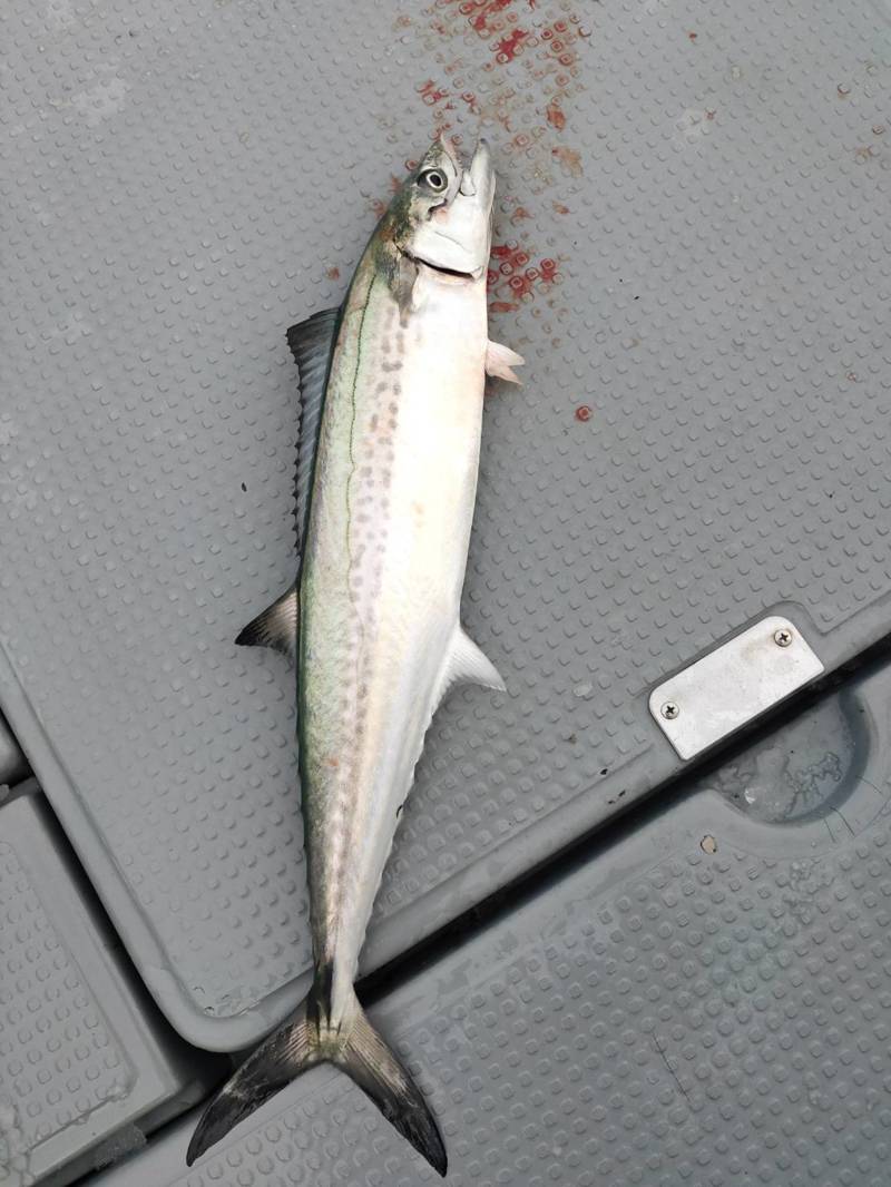 京都府舞鶴市Calmの船釣りでサワラ・サゴシ・レンコダイ釣果