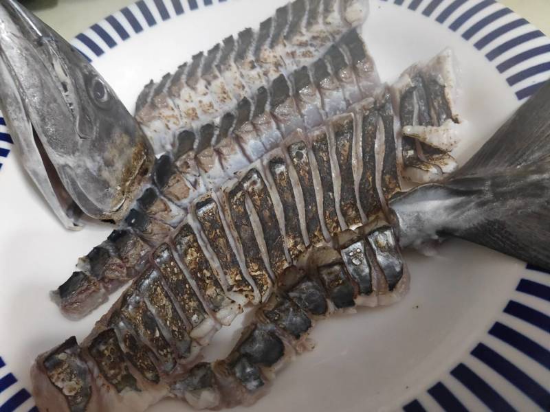 京都府舞鶴市Calmの船釣りでサワラ・サゴシ・レンコダイ釣果