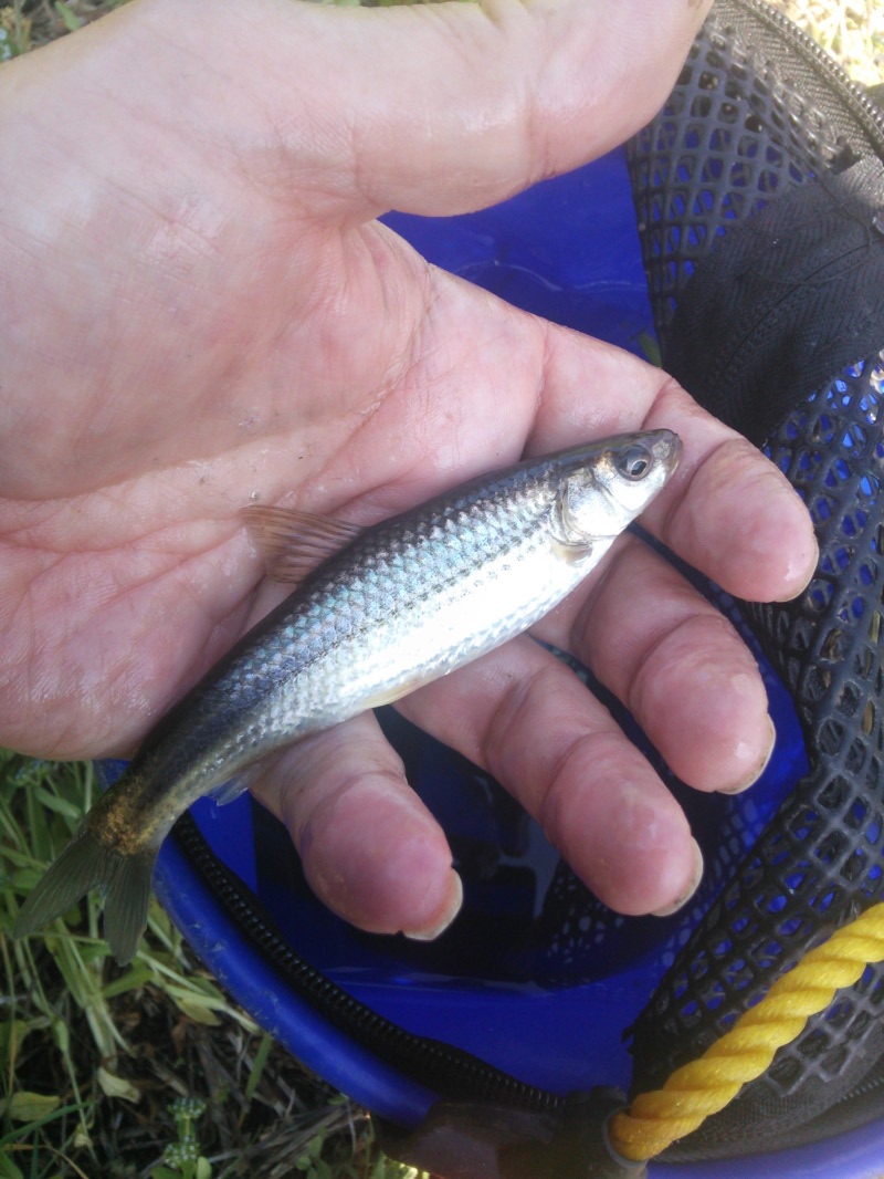 滋賀県今津市マキノ町|びわ湖・本モロコ最終戦