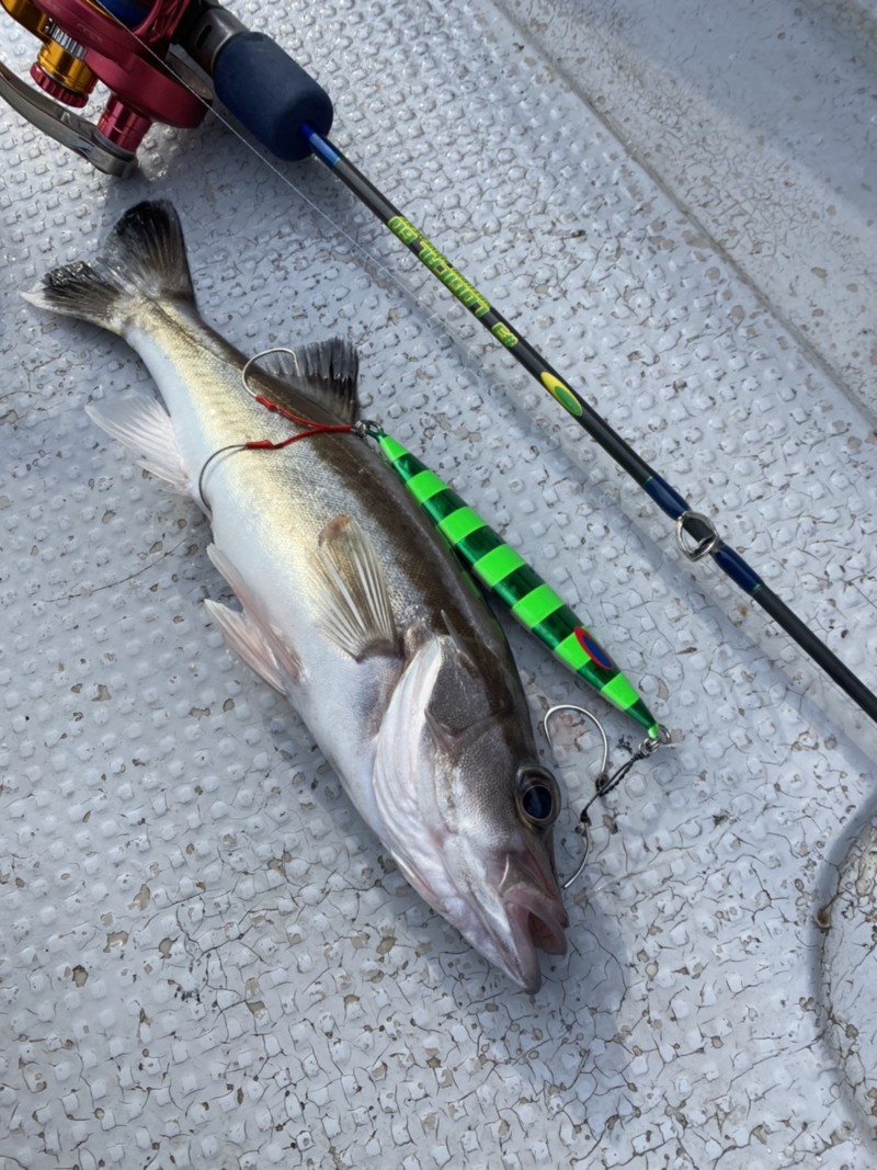 京都府舞鶴市ENSのジギングでアラ・タヌキメバル釣果