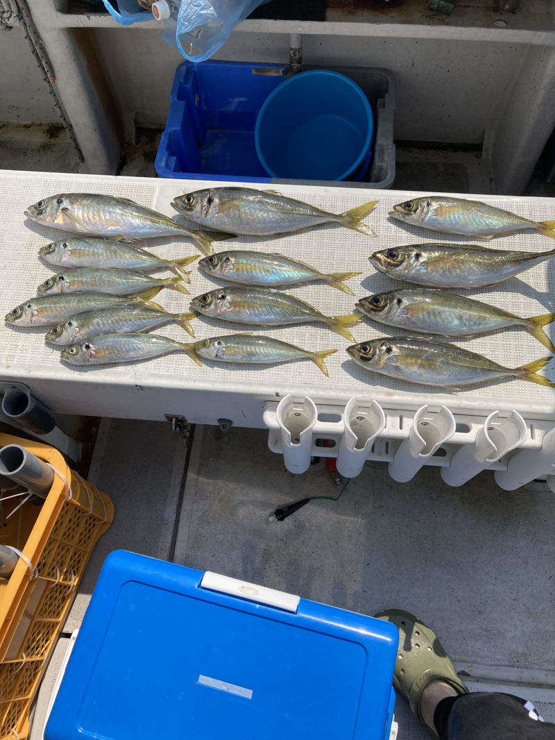 和歌山県白浜沖の船釣りで鯵釣果