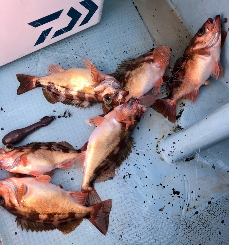 京都府宮津養老漁港 裕凪丸の胴付で沖メバル釣果