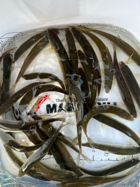 滋賀県琵琶湖の淡水ウキ釣りで本モロコ釣果