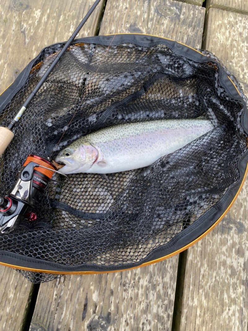 京都府嵐山フィッシングエリアのエリアトラウトでニジマス釣果