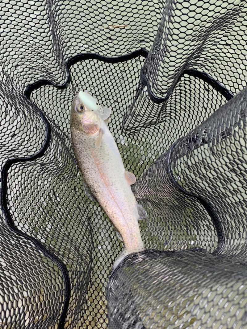 京都府嵐山フィッシングエリアのエリアトラウトでニジマス釣果