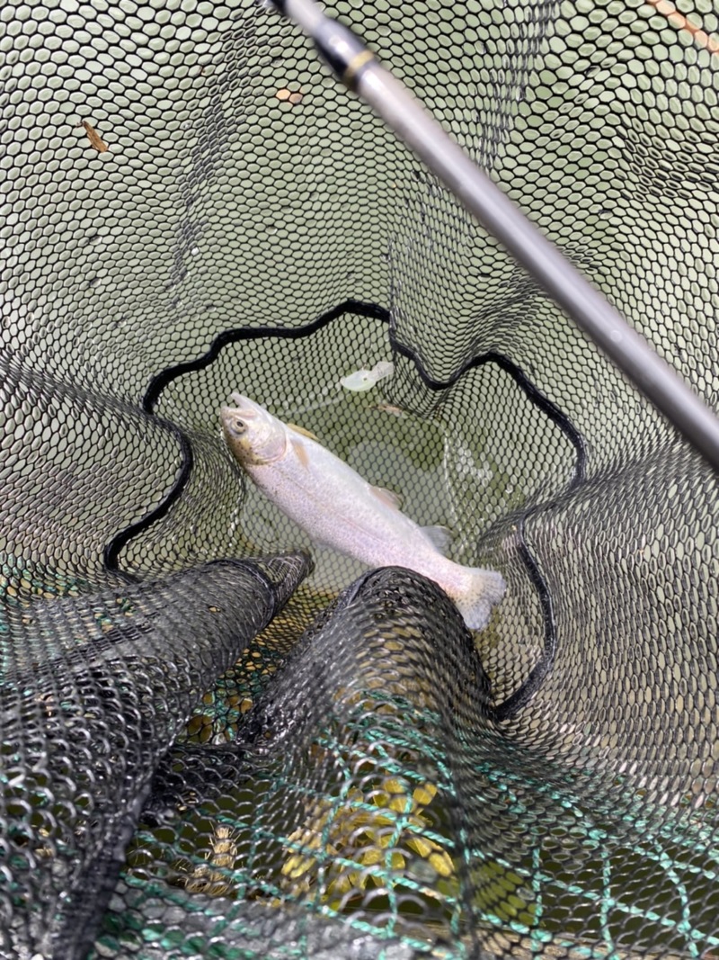 京都府嵐山フィッシングエリアのエリアトラウトでニジマス釣果