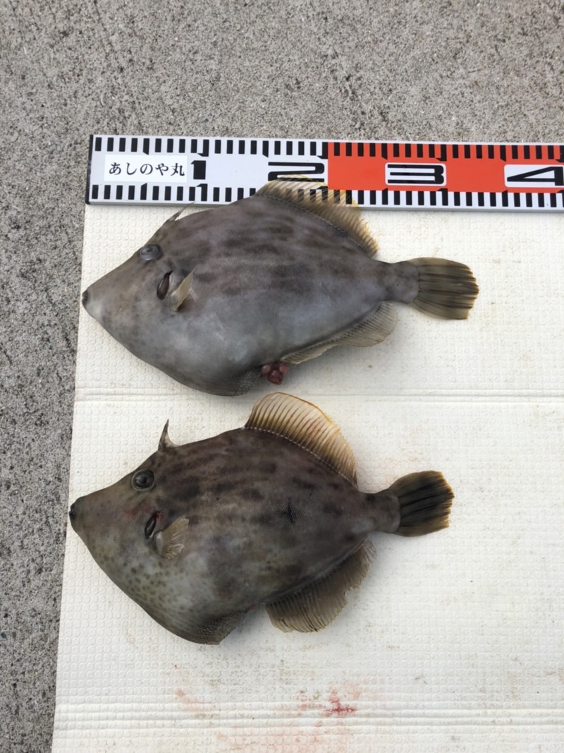 和歌山県 あしのや丸の船釣りでカワハギ釣果