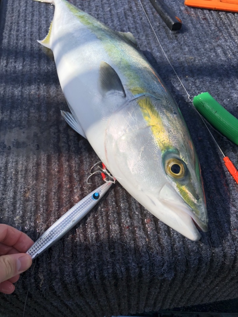和歌山県紀北 BIGONEのジギングでメジロ・ハマチ釣果