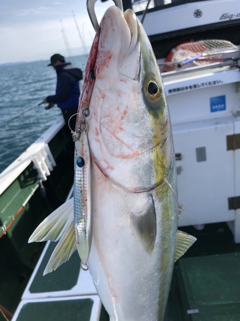 和歌山県紀北 BIGONEのジギングでメジロ・ハマチ釣果