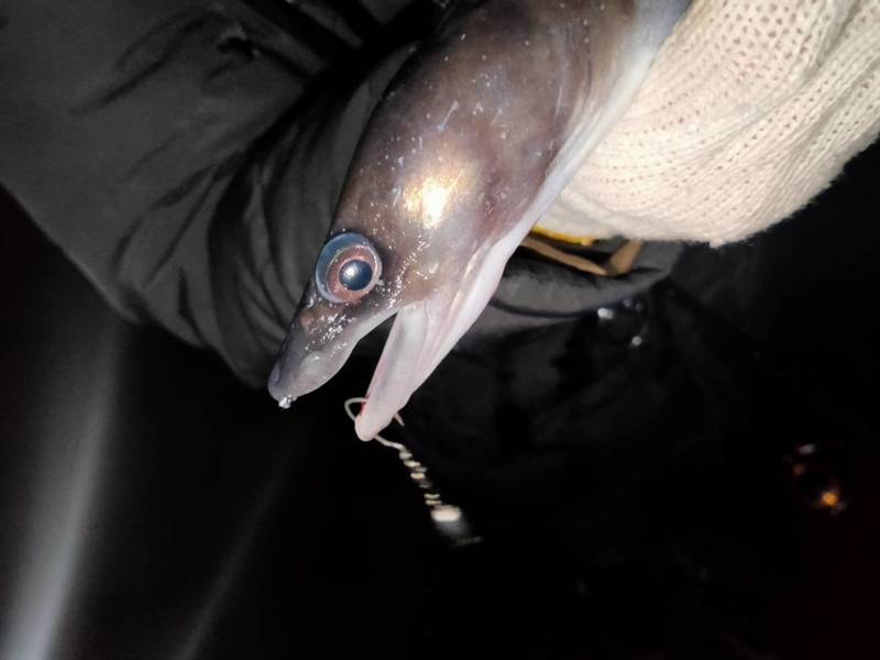 和歌山県 南紀の磯釣りでクロアナゴ釣果