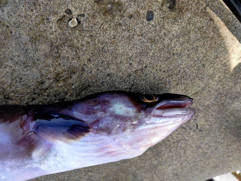 和歌山県 南紀の磯釣りでクロアナゴ釣果