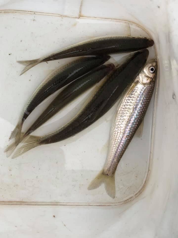 滋賀県琵琶湖近江八幡周辺の淡水ウキ釣で本モロコ釣果