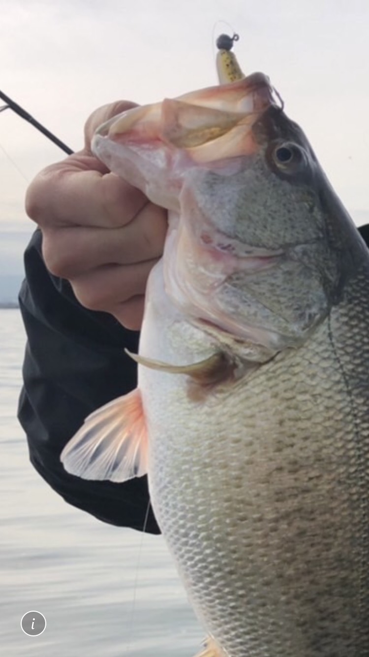 滋賀県琵琶湖 南湖のルアーでブラックバス釣果