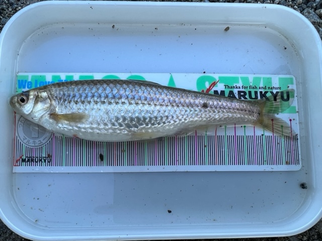 滋賀県琵琶湖の淡水浮き釣りでホンモロコ釣果