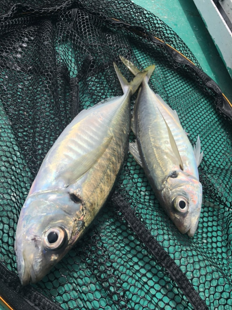 和歌山県湯浅町 ニュー紀南丸の船テンビンでアジ釣果