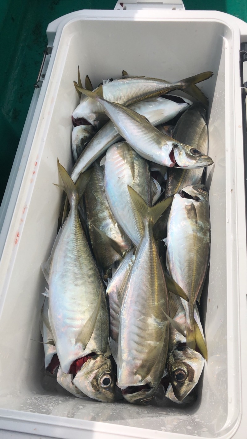 和歌山県湯浅町 ニュー紀南丸の船テンビンでアジ釣果