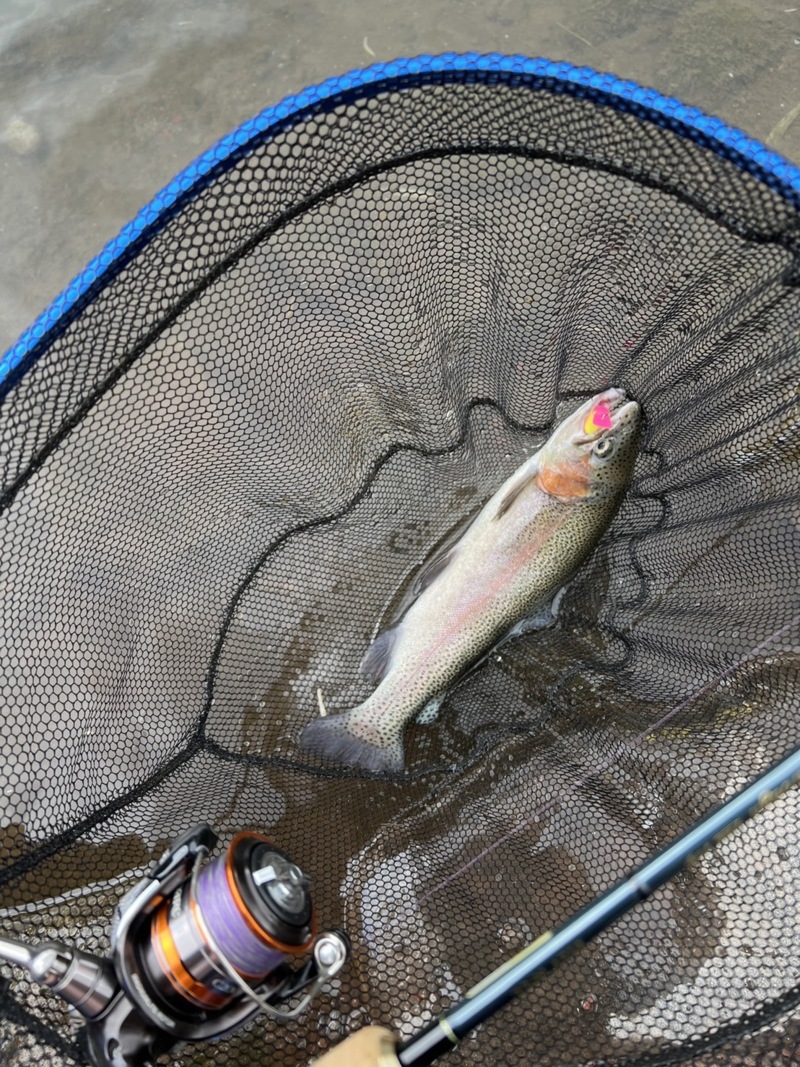 静岡県裾野フィッシングパークのエリアトラウトでニジマス釣果