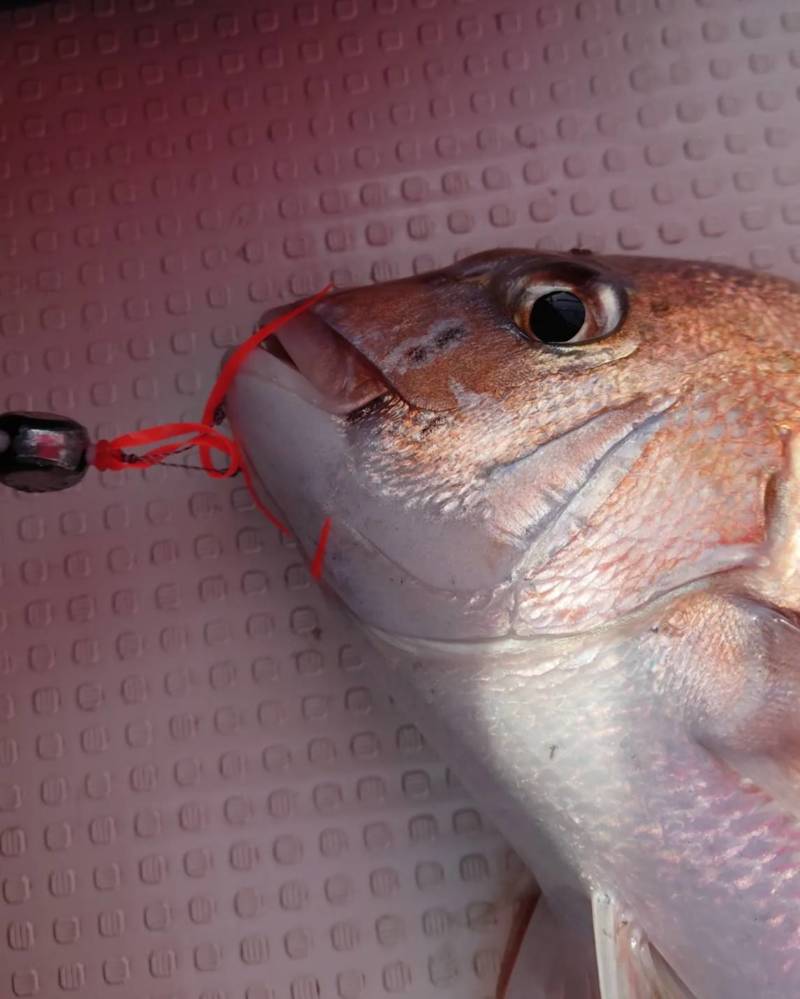 兵庫県明石市のタイラバでマダイ釣果