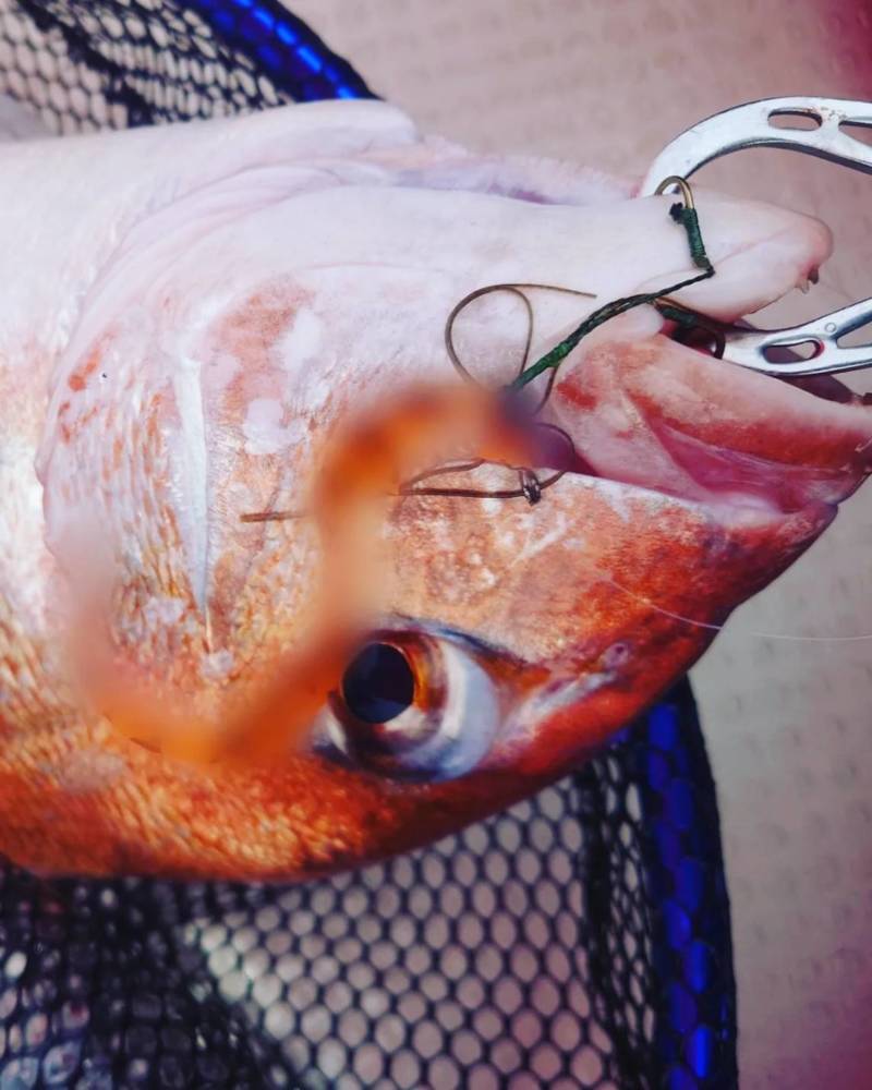 兵庫県明石市のタイラバでマダイ釣果