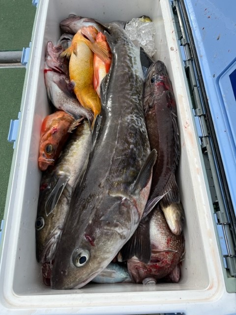 石川県能登半島沖の船釣りでアラ タヌキメバル タラ釣果