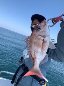 大阪府 泉佐野淡輪漁港の船釣りでマダイ ハマチ ツバス釣果