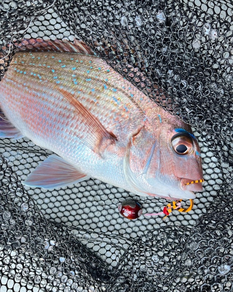 兵庫県明石市二見町 海豚の船釣りで鯛釣果