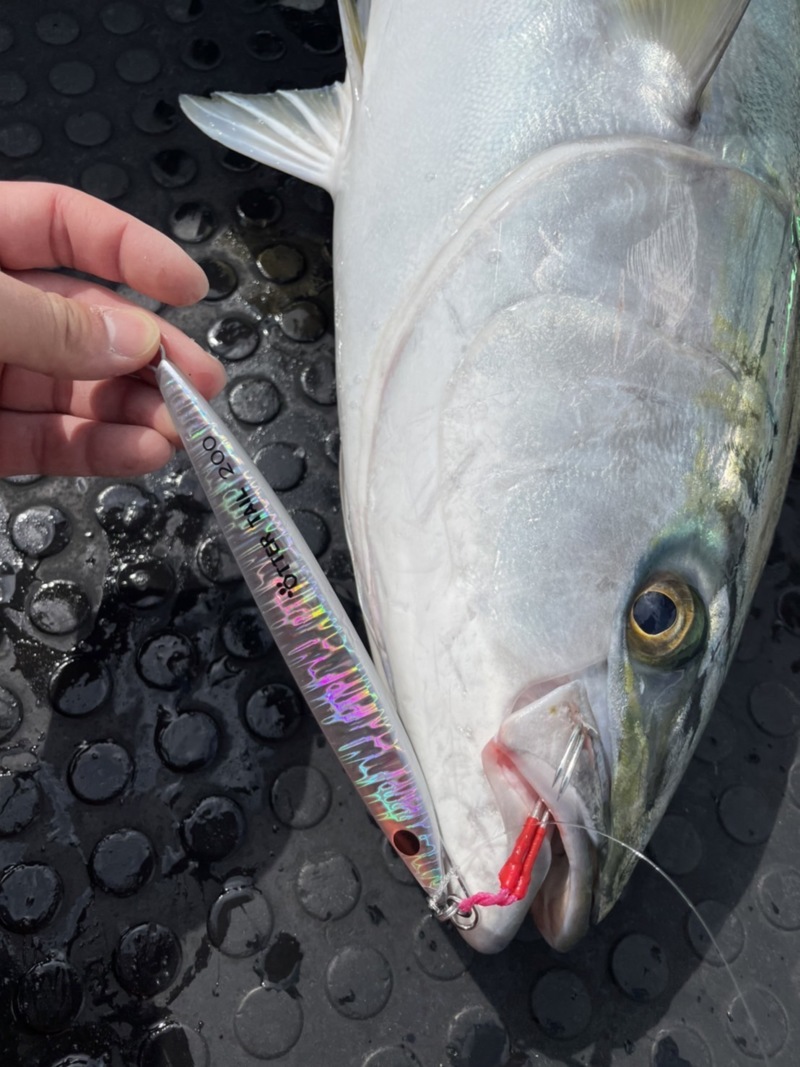 京都府丹後 舞鶴ノースポイントの船釣りでブリ釣果