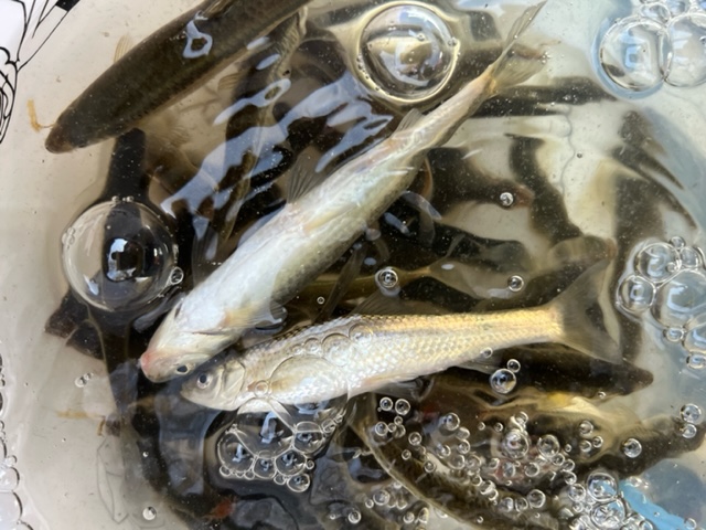 滋賀県琵琶湖 湖西高島の淡水浮き釣りでホンモロコ釣果